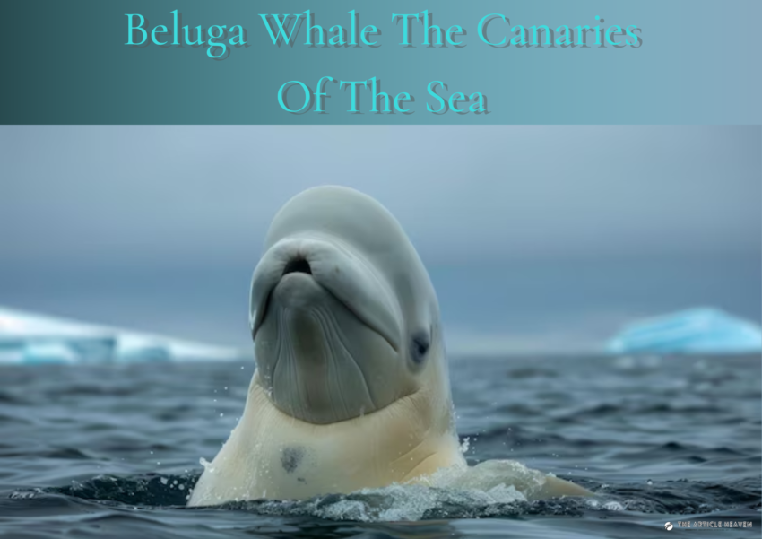 Beluga Whale The Canaries Of The Sea